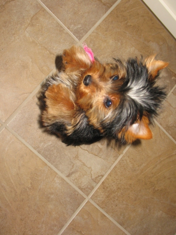 encore coquette!!!!!!!! - photo 2