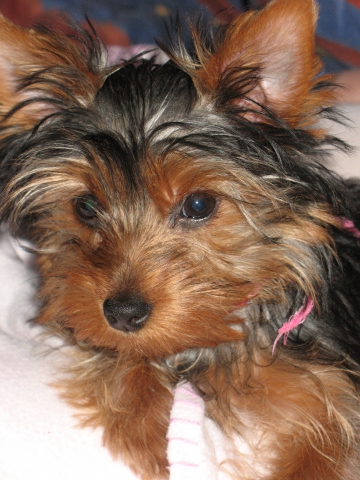 encore coquette!!!!!!!! - photo 3