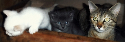 mes chatons