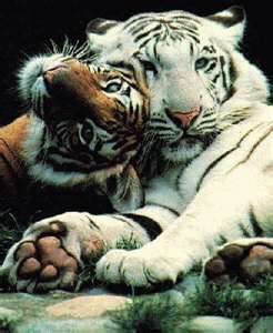 les tigres 