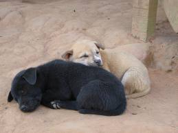 j aime les animaux - photo 2