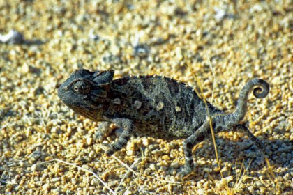 le cameleon - photo 2