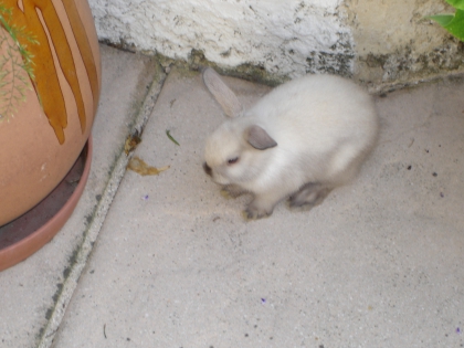 mes chansson referer