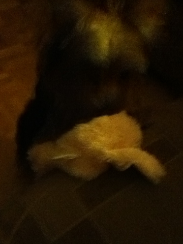 coquette a grandit!!!!!!!!!!!! - photo 2