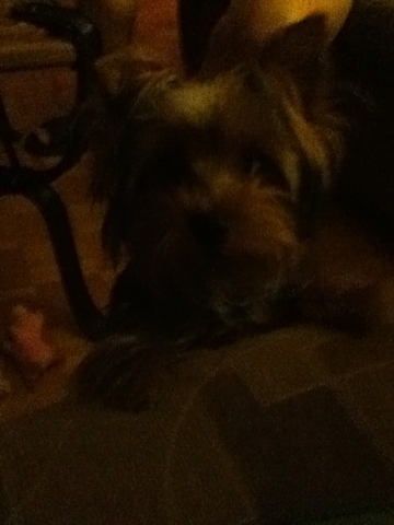 coquette a grandit!!!!!!!!!!!!