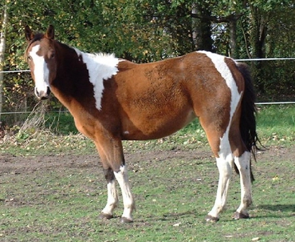 photos de chevaux - photo 2