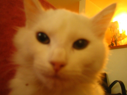 vous avez des animaux moi j ai 7 chat 3 lapin 2 chien des poisson et 10 poney et j ai une  ecurie je suis riche c est vrais - photo 3