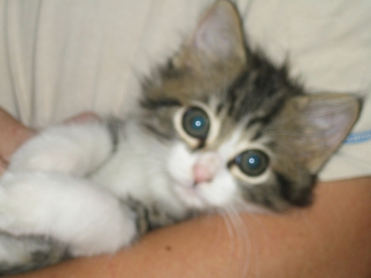 vous avez des animaux moi j ai 7 chat 3 lapin 2 chien des poisson et 10 poney et j ai une  ecurie je suis riche c est vrais