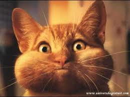 meme pas peur ! MDR - photo 3