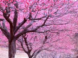 L'histoire de Sakura