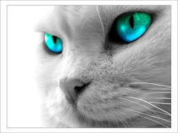 mes yeux pr�f�r�e!