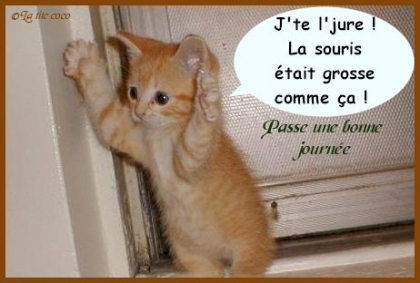 chats chiens - photo 3