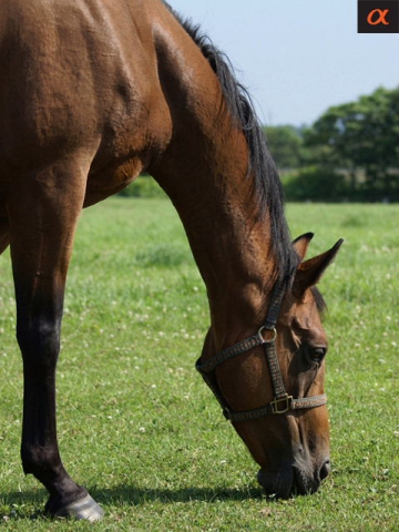 les animaux trop mignon