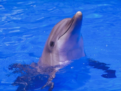  nos animaux pr�f�rer - photo 2