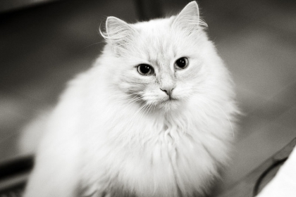 Bienvenus dans ce clan