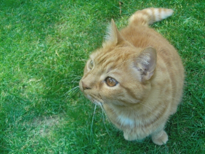 Piix ==> Rouquin, mon Chat :)