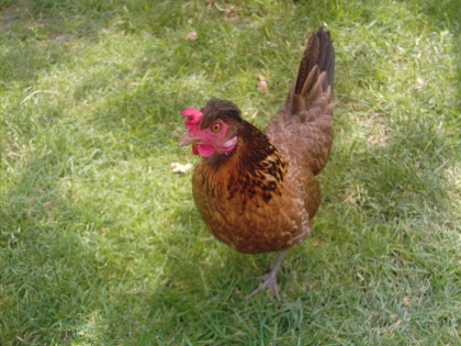 Piix ==> Noémie, ma Poule :)