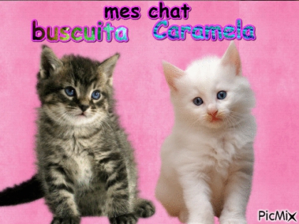 Mes Chat