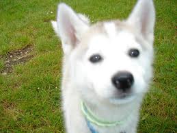 que ce qu'on peu �tre sans compagnon?? - photo 2