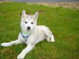 que ce qu'on peu �tre sans compagnon??