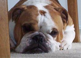 les chiens - photo 2