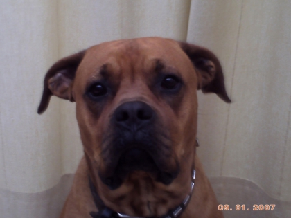 les chiens - photo 3