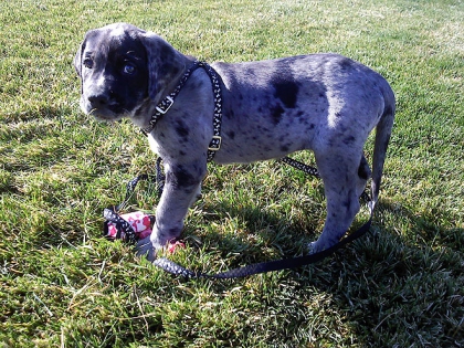 les chevaux - photo 2