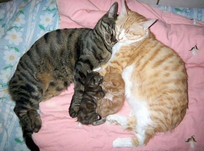 la famille des chat.