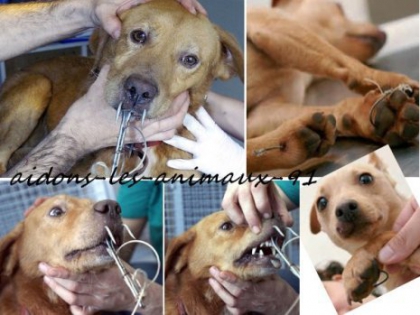 un meurtre pour un autre : le vrai visage de l'Homme!!! - photo 2