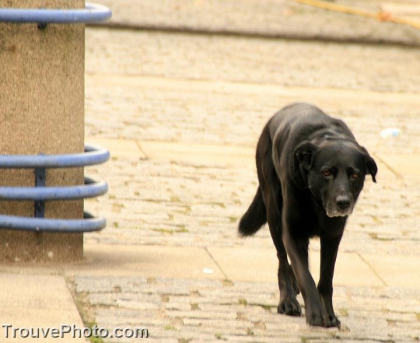 le journal d'un chien