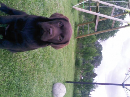 Mes Animaux..♥  - photo 2