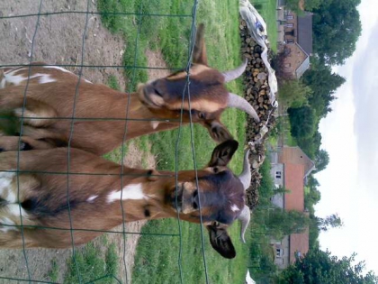Mes Animaux..♥  - photo 3