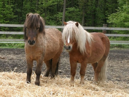 les chevaux ma vie - photo 2
