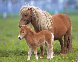 les chevaux ma vie - photo 3