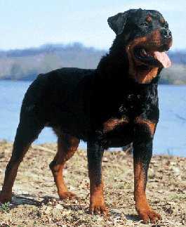les rottweillers