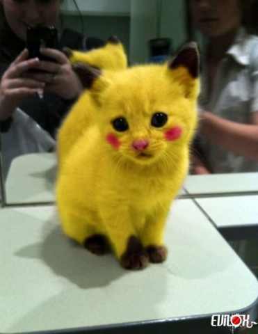 Pikachu  - photo 2