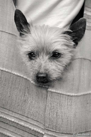 chien le meilleur ami de l'homme