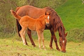 je vous aime les fille!! - photo 2