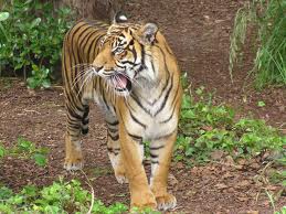 quels animaus aimes tu? - photo 3