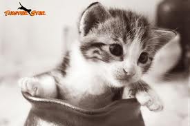 J'adore les chatons!!  - photo 2
