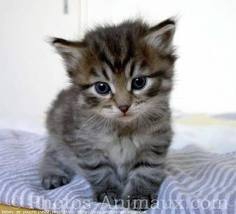 Pour toi Nois - photo 2