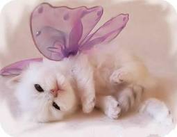 Nois encore pour toi - photo 2