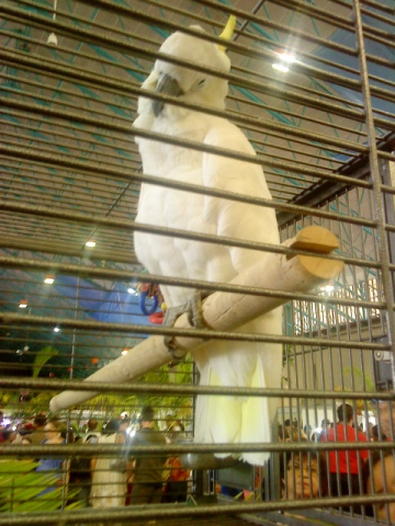 .............animaux,loita - photo 2