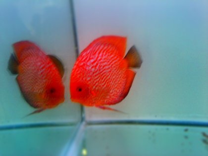 .............animaux,loita