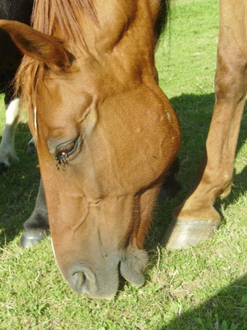 Les chevaux  - photo 2