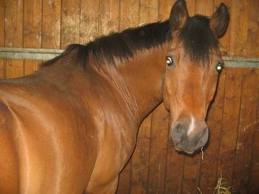 Les chevaux  - photo 3