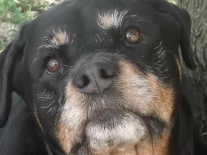 voila mon ancien chien