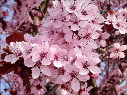 les fleurs - photo 2