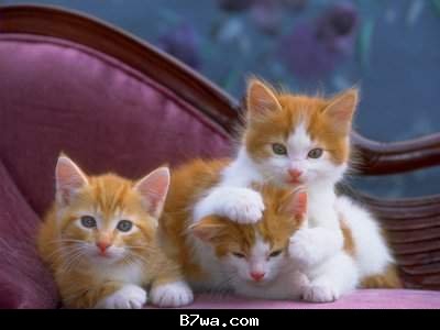 les mignons chats 