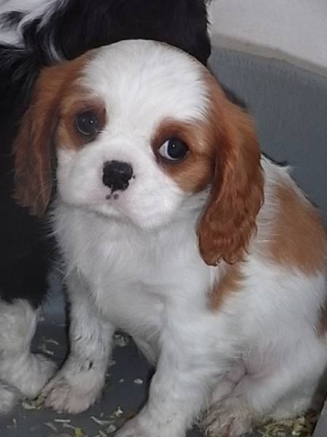 les chiens *les amis d'humain* - photo 2